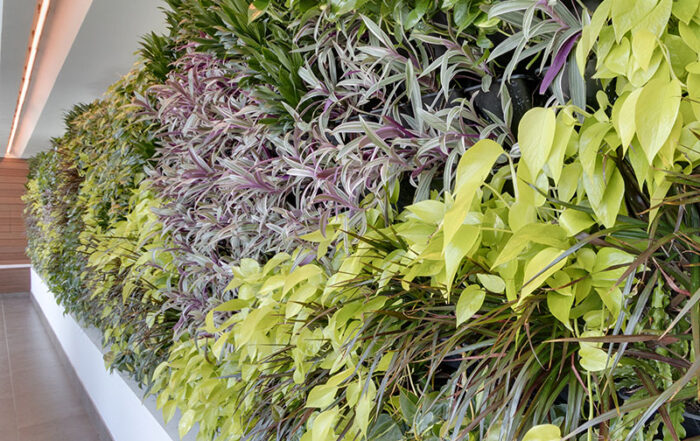 AgroSci Living Wall at Rock Spa